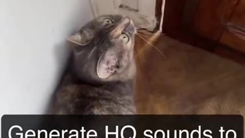 Cat sound