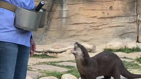 A lot of people envy the otter's life