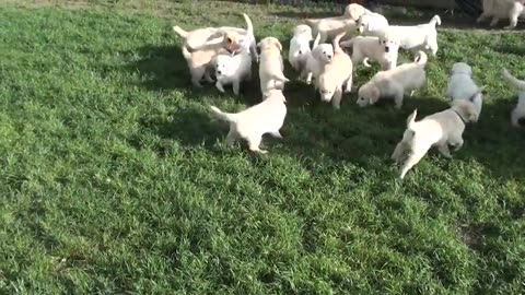 Swarm of Golden Retriever puppies