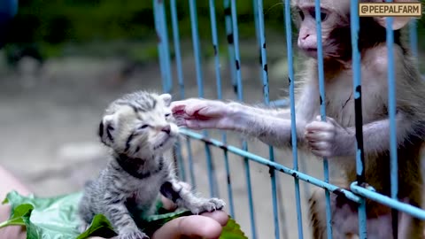 bullet shot on the head of a mother monkey