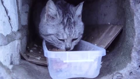 Hungry cat inside bricks