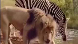 Zebra's not scared of lion