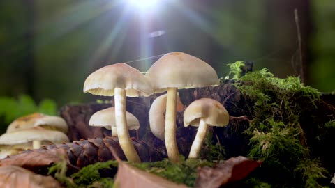 little mushrooms after the rain