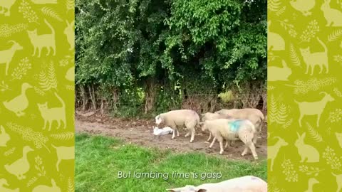 Wild Cat Herds Sheep Better Than Any Dog | Cuddle Friends