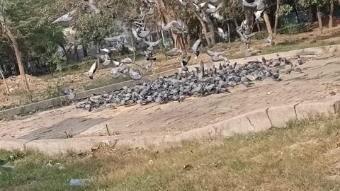 A group of pigeons [nature and beautiful birds]