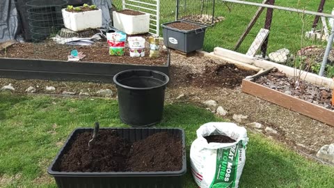 Double Layer planting Yukon Gold potatoes in a large pot 4/7/23