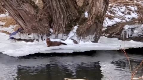 2 minks and a white tailed deer, not a common view, winter 2021 Canada, Ontario