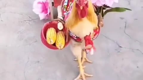 Chicken getting married