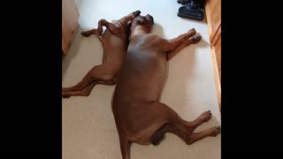 Puppy Can't Let Dog Sleep During Nap Time
