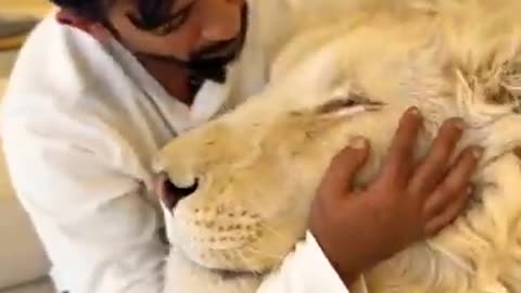 Lion king Jungle Raja Sher Life Style with Dubai - king Jeetpuria Janab