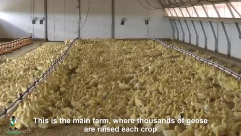 Amazing Goose Farming Technology Produces Meat and Foie Gras 🦢 - Foie Gras processing in Factory