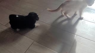 Baby Corgi and kitten playing