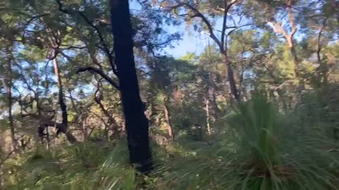 Walking in Australian Bush Nature