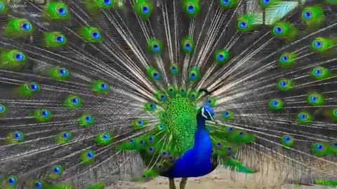 Peafowl Bird Sounds/Call