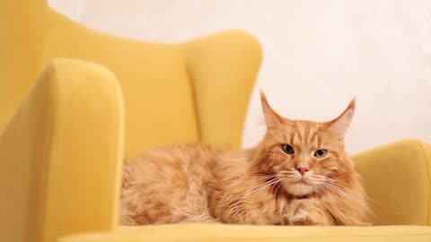 Serene Moments.A Yellow Cat's Cozy Sofa Adventure!🙀😏😝🤓