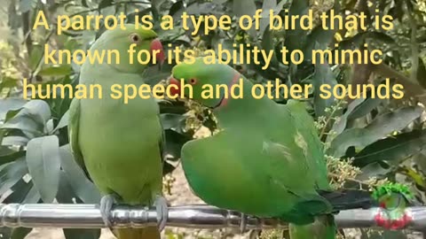 Parrot a best copier of human voice