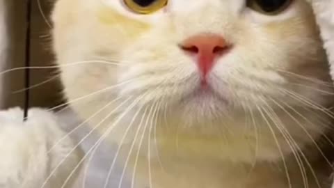 😍 Cute Cat Meowing Remix😺🙀 | Cat Meowing |#Viral #Clips #Shortvideo