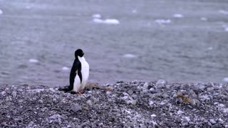 How krill fishery threatens Antarctic wildlife