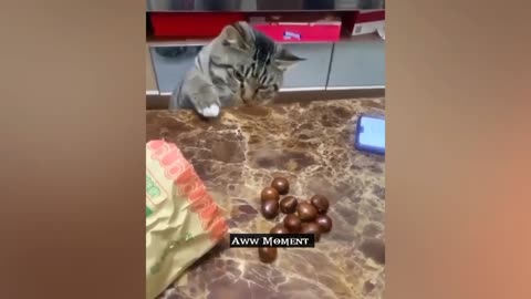 Funny Cat video