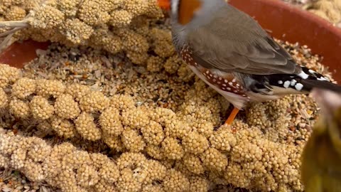 Finches and Softbills in Indoor Bird Aviary #bird #birds #nature #animals