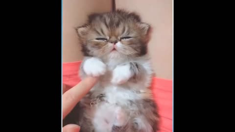 This Cat Video Will Make Your Day!
