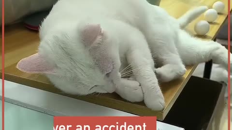 Glue object on the desk to stop cat from pulling off them- Funny cute cats