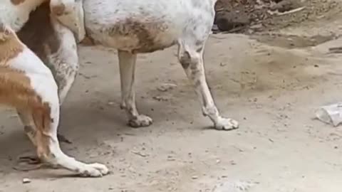 OMG 😳 dog funny video 🤣#shorts #funny #viral #dog #sexy #video