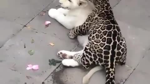 Lovely moments - leopard and white lioness