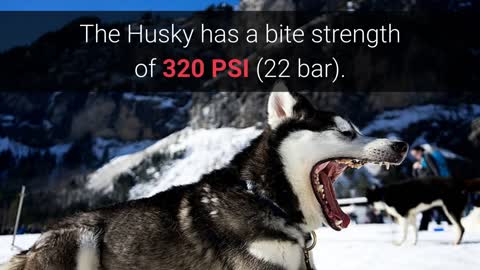 Worlds top 20 Strongest dog bites.