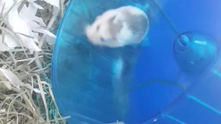 Hamster runs fast for it's owner