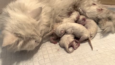 Cat Pregnancy Problems _ My Cat not delivering her kittens _ How to take care of Pregnant Cat