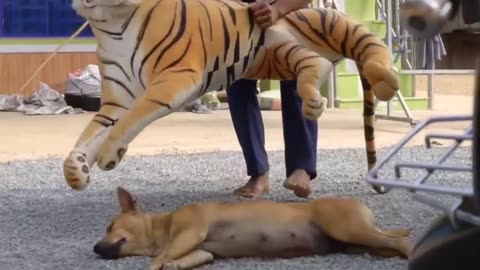 What is dog 🐶 reaction with the tiger that turns out to be teasing the dog?