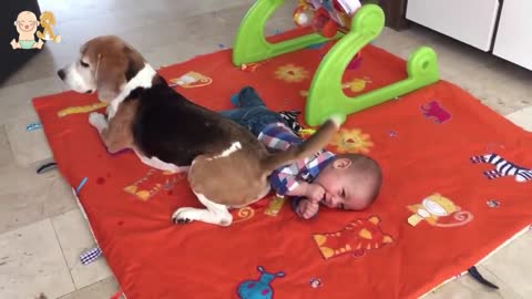 Baby and Beagle dog have funny time - Dogs and Babies are really cute and make u