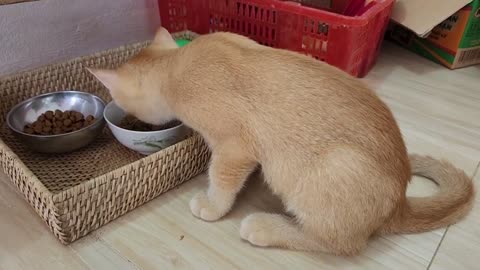 DAMON'S FIRST MEAL AT NEW HOME BRITISH SHORTHAIR KITTEN PET