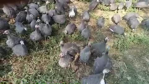 Guinea fowl farm