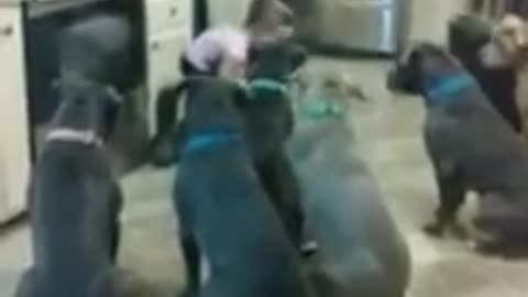 4-Year-Old Toddler Feeds 6 Full-Sized Pit Bulls On Command