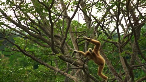 The Highwire Risks Taken by These Young Gibbons Are Terrifying 😱 Animals at Play Smithsonian