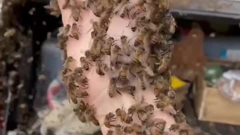 Bees and honey