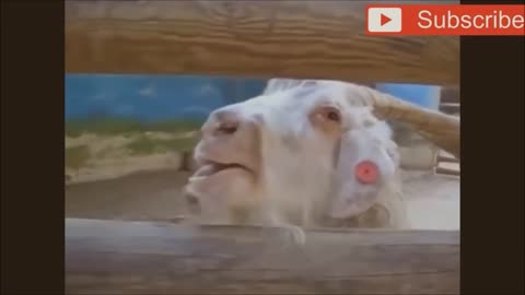 Goats Screaming Like Humans, Try Not to Laugh 🐐 😲 😀 😂 🤣
