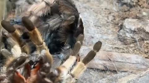 Tarantula molting it’s exoskeleton amazing