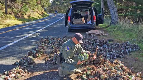 California Black Bear is Wanted for Causing damages to Houses