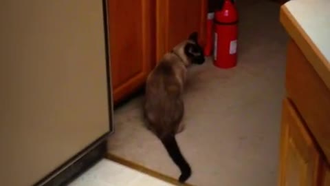 Siamese cat caught opening pantry door