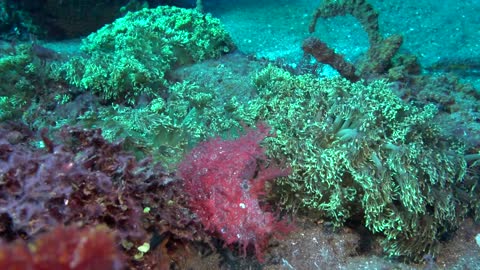 Weedy Scorpionfish