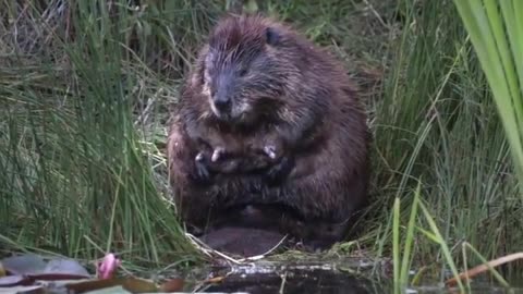 Momma beaver rubbing her boobs. That is all, happy Saturday!