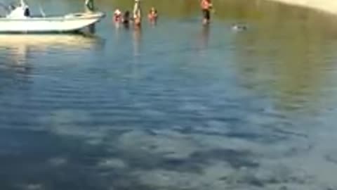 Jack Russel dives for anchor and pulls a boat to shore
