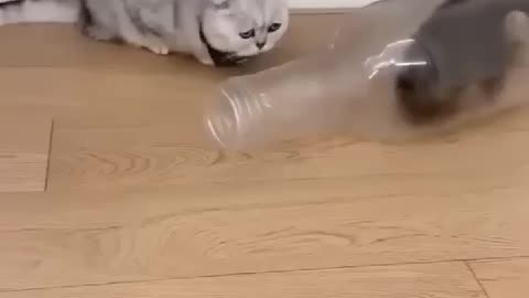 Incredible Encounter: A Cat Inside a Bottle! 🐾