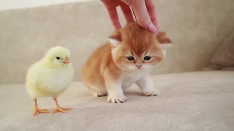 Kittens walk with a tiny chicken | Purr-fect Parade | Adorable Ambassadors | Fluff and Feathers
