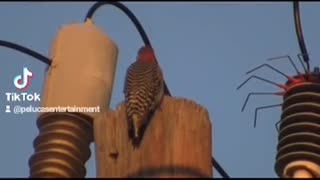 Animal: Bird electrocuted