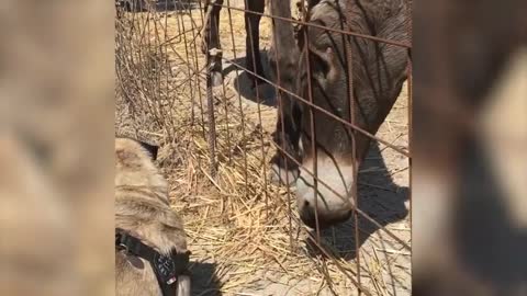 Pet Pug Curious about Donkey