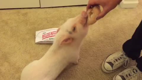 Pickle the Mini Pig eats his first doughnut